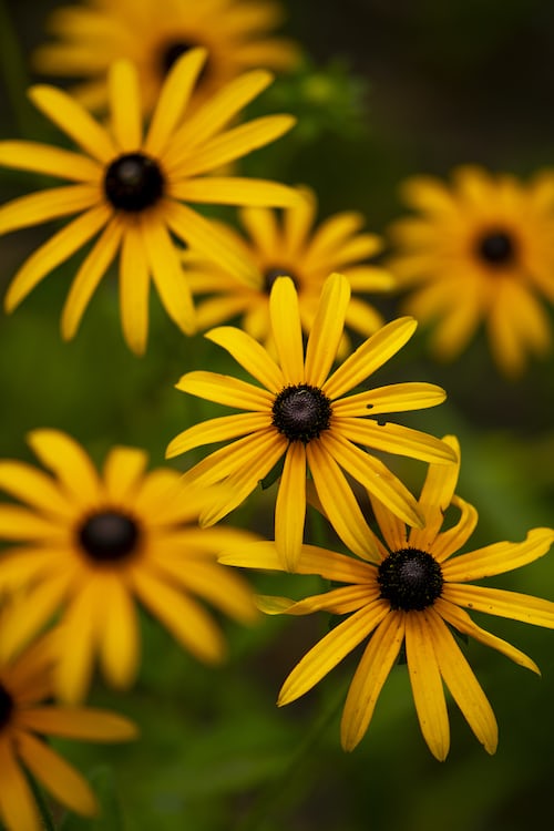 Rudbeckia seeds tasmania