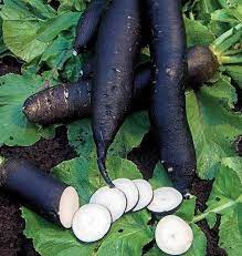 Black Radish seeds Tasmania