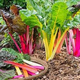 Rainbow Chard