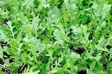 Rocket Salad