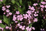 Rock Soapwort SAPONARIA OCYMOIDES