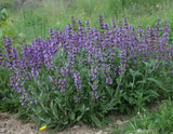 Sage broadleaf
