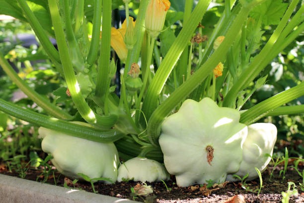 Squash Scallop Bennings green tint