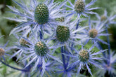 Sea Holly