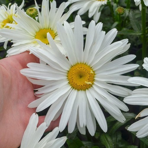 Shasta Daisy seeds Australia
