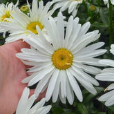 Shasta Daisy seeds Australia