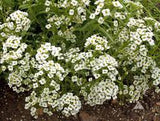 Alyssum- Carpet of Snow