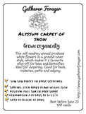 Alyssum- Carpet of Snow