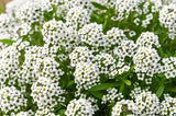 Snow Alyssum seeds