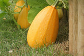 Spaghetti Squash seeds Australia