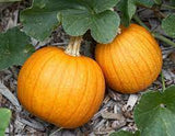 Small Sugar pumpkin