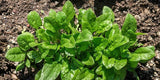 Spinach Viroflay