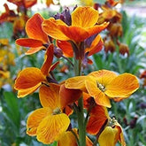 Wallflower bedder mix