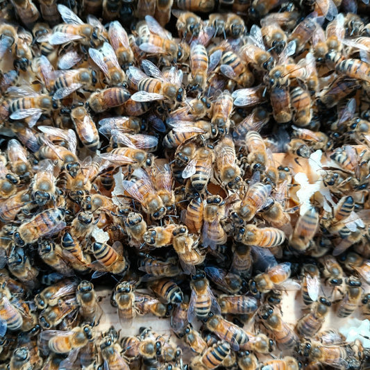 Tips on planting a garden for bees and pollinators