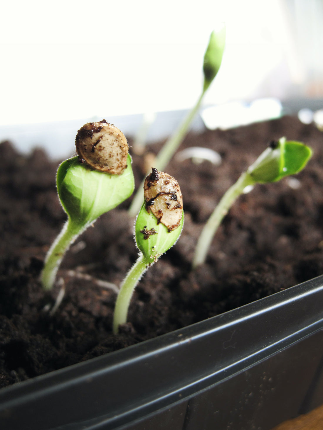 Tasmanian Seeds 