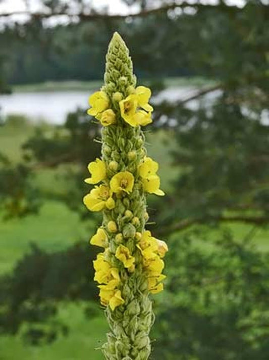 The Humble Mullein: Nature's Fuzzy Friend with Big Benefits