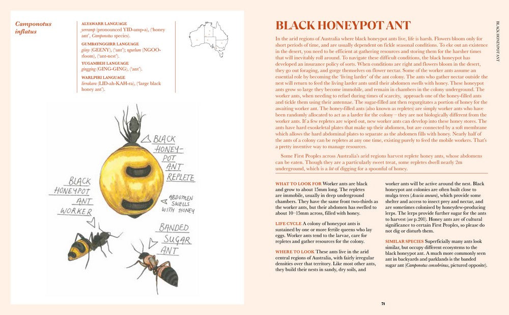 100 Australian Butterflies, Beetles & Bugs – Field Guide to Native Insects