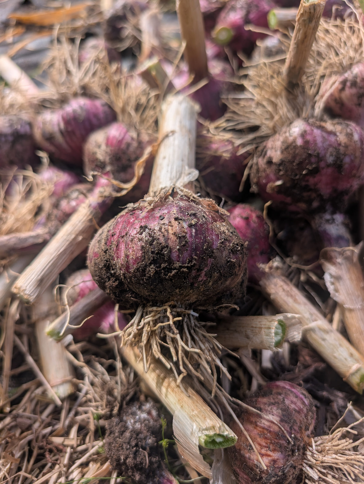 Organic Seed Garlic | Tasmanian Grown