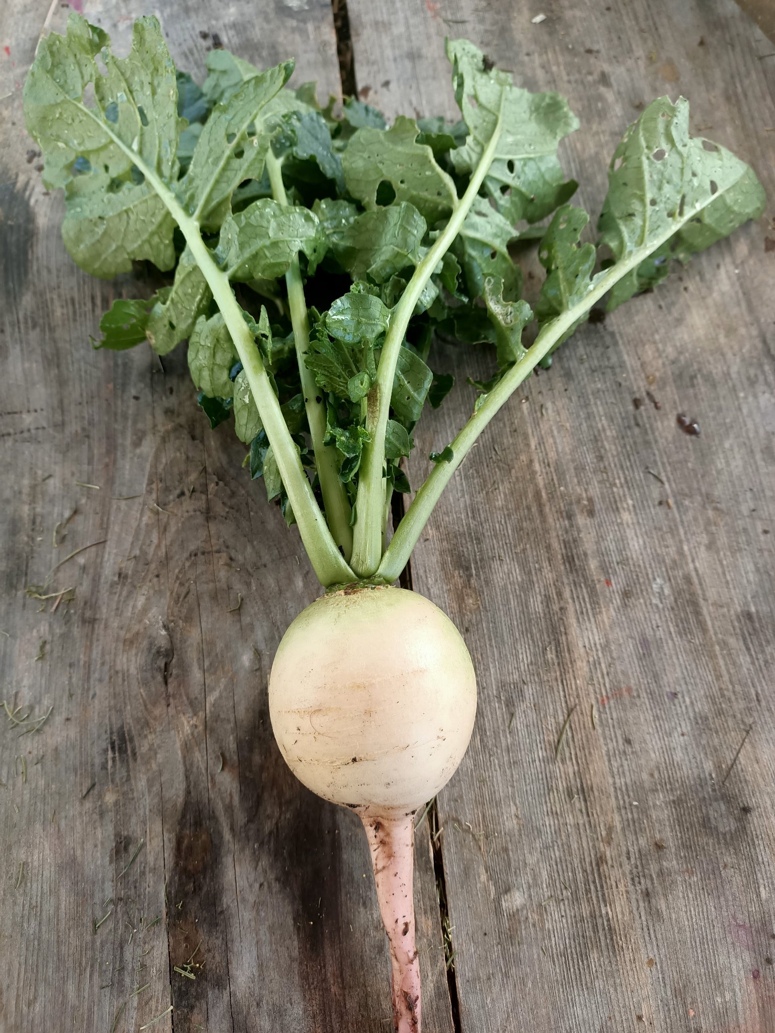 Watermelon radish seeds 