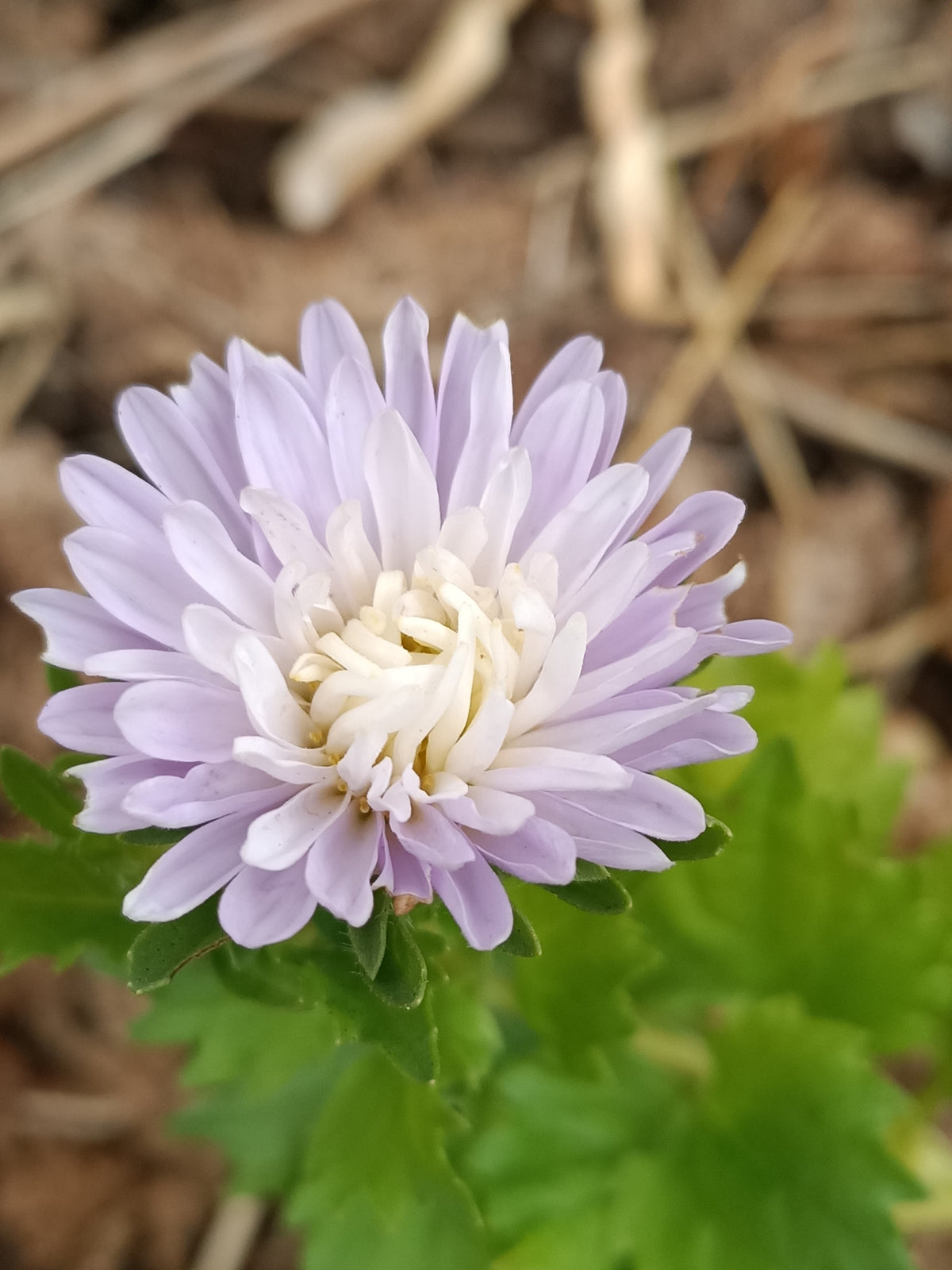 Aster Tall Peony Main image
