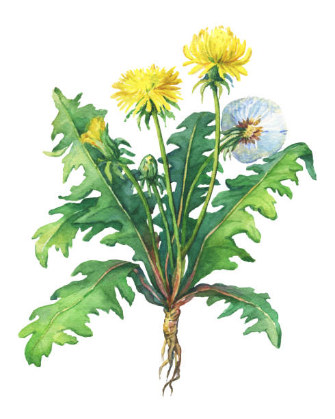 Dandelion Face oil