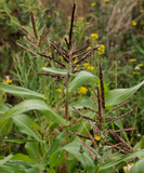 Painted mountain Corn seeds