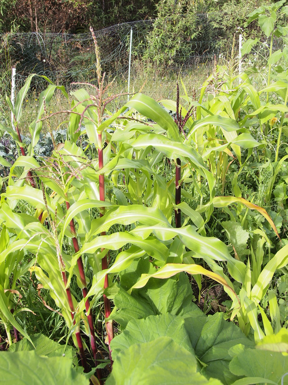 Painted mountain Corn seeds Secondary image