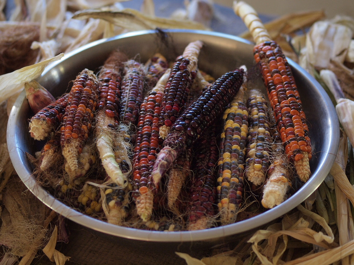 Painted mountain Corn seeds Main image