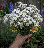 Achillea the pearl seeds Tasmania