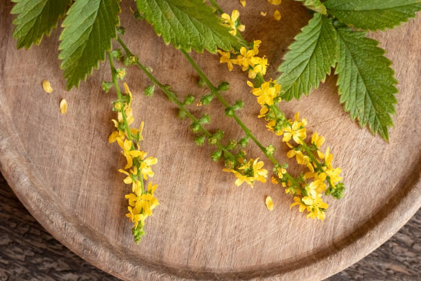 Agrimony seeds Main image