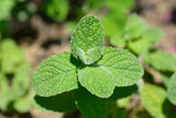 Applemint seeds