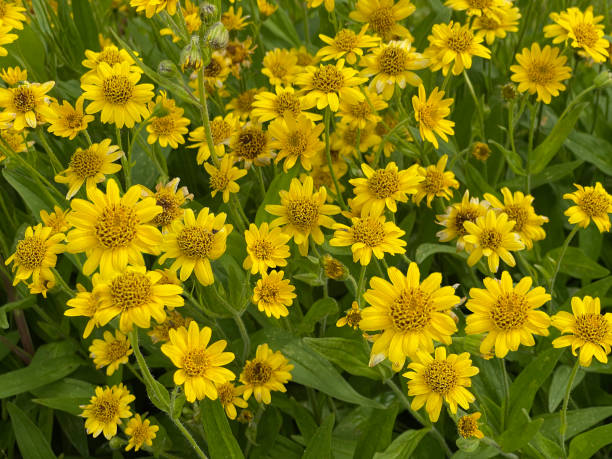 Arnica chamissonis Seeds Main image