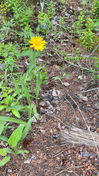 Arnica Seeds