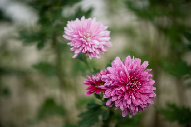 Aster Tall Peony Secondary image