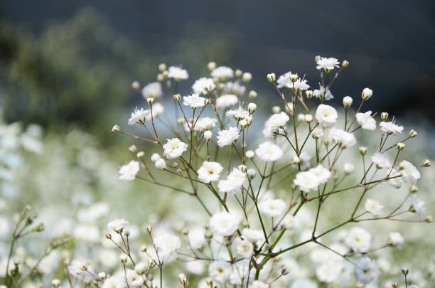 Babys Breath Main image