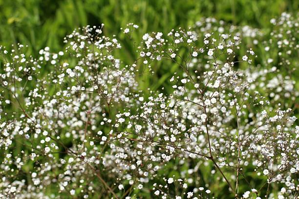 Babys Breath Secondary image