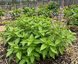 Basil lemon mrs burns seeds 