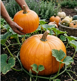 Big max pumpkin seeds Australia