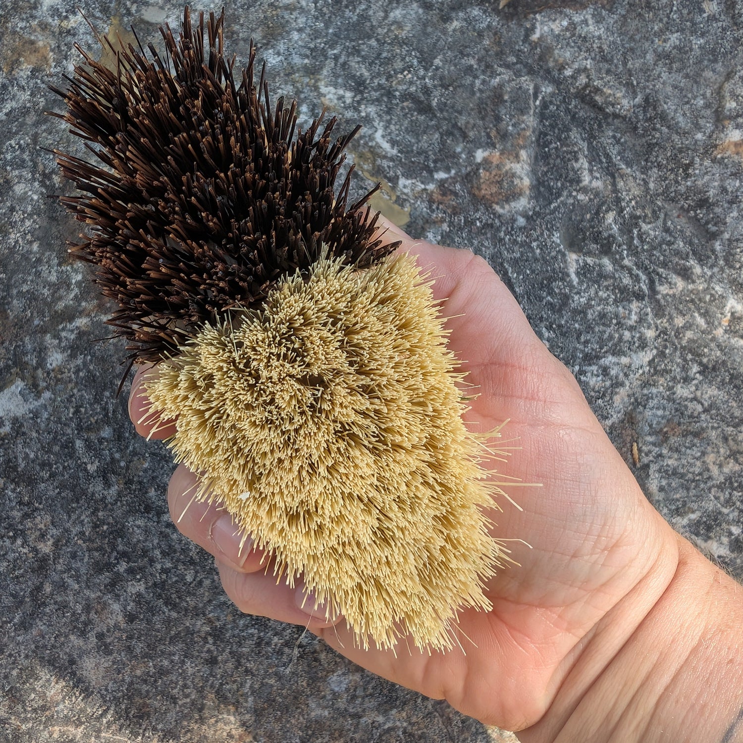 Biodegradable vegetable cleaning brush 