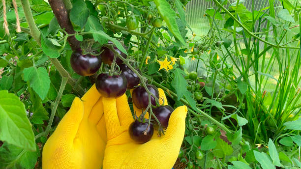 Tomato Black cherry Secondary image