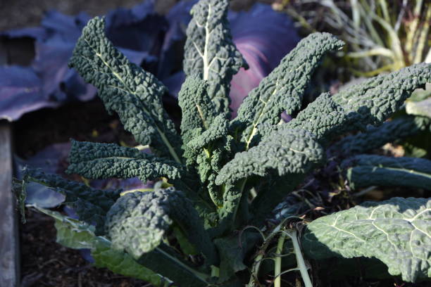 Kale Black Toscana