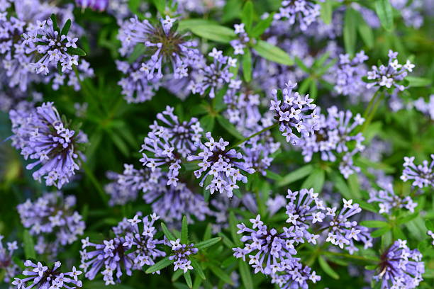 Blue Woodruff flower seeds Main image