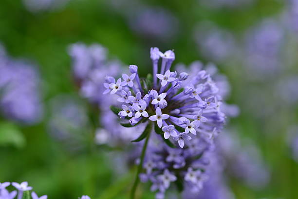 Blue Woodruff flower seeds Secondary image