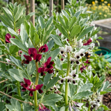 Garden with crimson and white flowering broad bean plants and flowers, wooden raised bed in the background