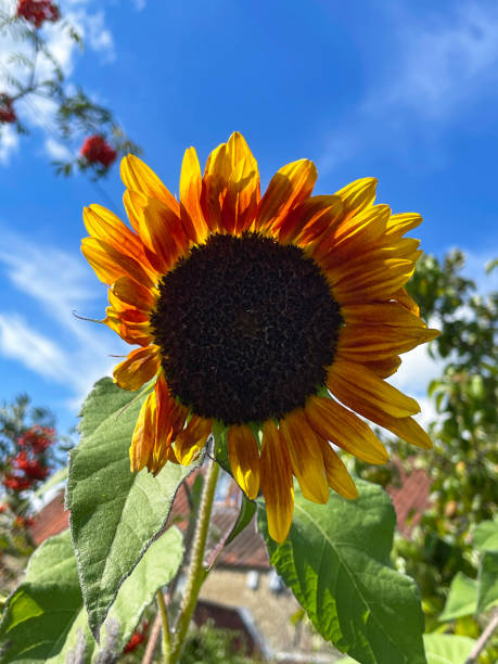 Sunflower Bronze Dawn