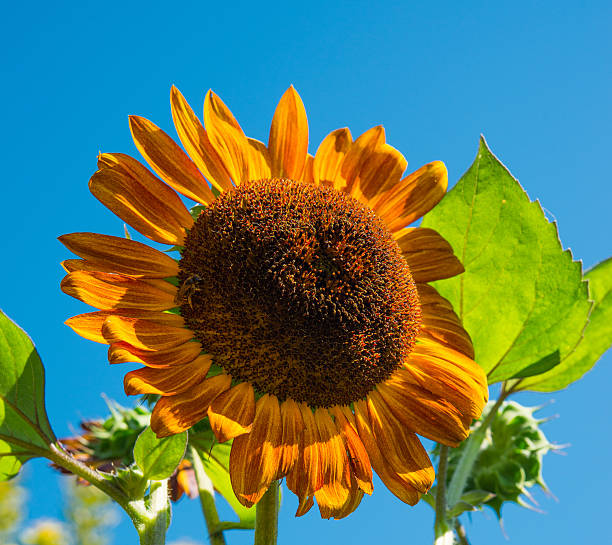 Sunflower Bronze Dawn