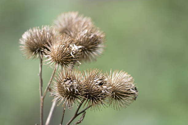 Burdock seeds