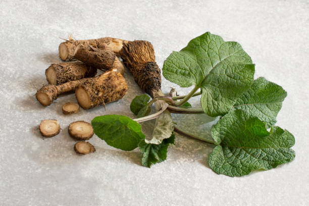 Burdock seeds