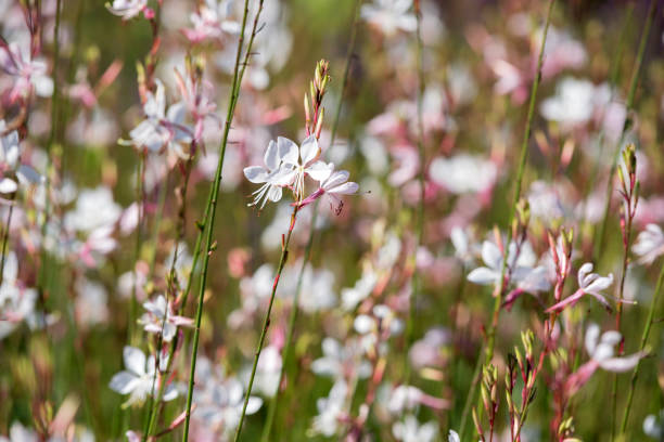 Gaura lindheimeri - Butterfly Bush