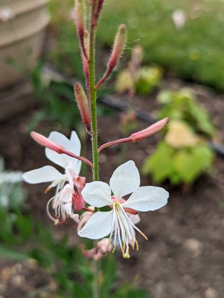 Gaura lindheimeri - Butterfly Bush